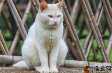 猫来家里生孩子风水